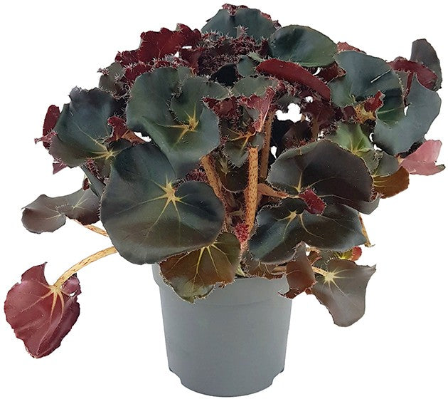 Begonia "Black Jungle" - edle Begonie