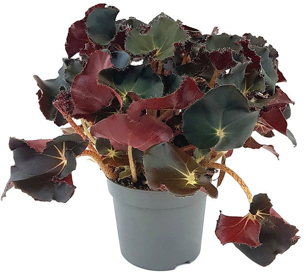 Begonia "Black Jungle" - edle Begonie