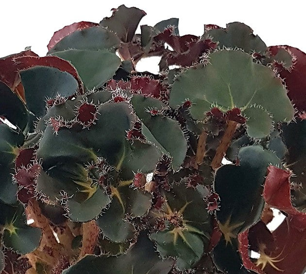 Begonia "Black Jungle" - edle Begonie