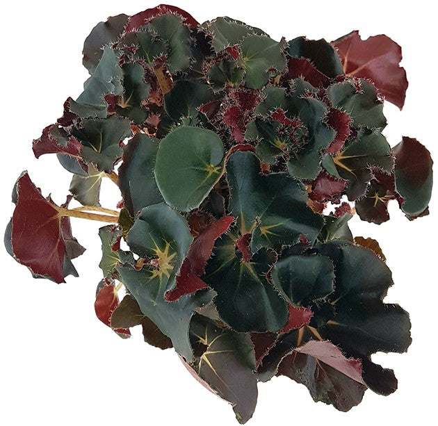 Begonia "Black Jungle" - edle Begonie