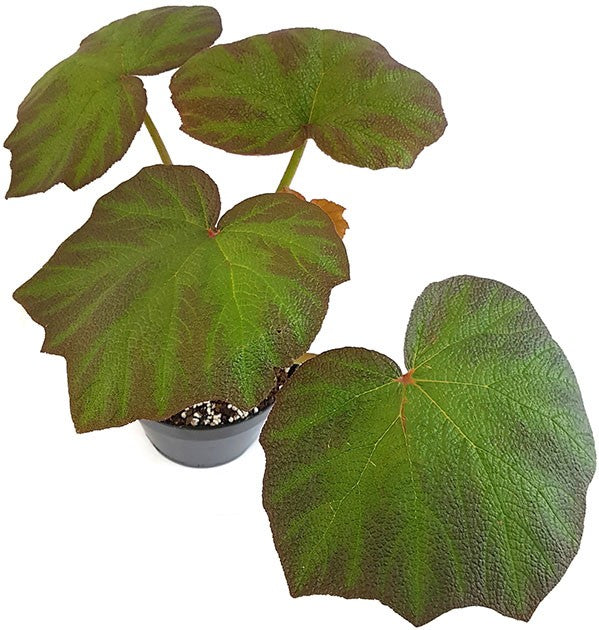 Begonia "Boomer" - Blattschmuckpflanze