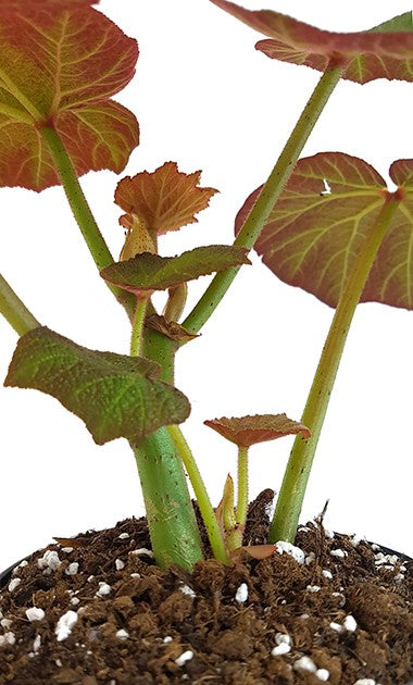 Begonia "Boomer" - Blattschmuckpflanze