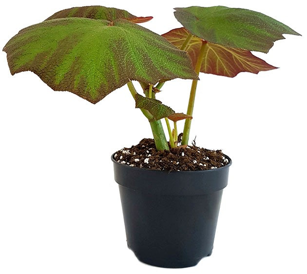 Begonia "Boomer" - Blattschmuckpflanze