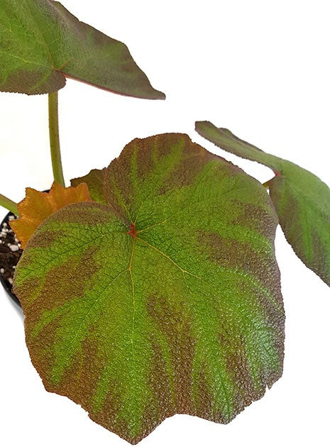 Begonia "Boomer" - Blattschmuckpflanze