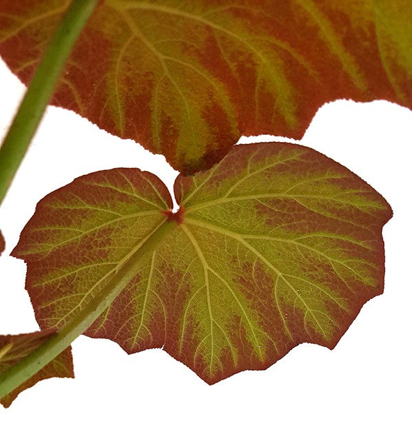 Begonia "Boomer" - Blattschmuckpflanze