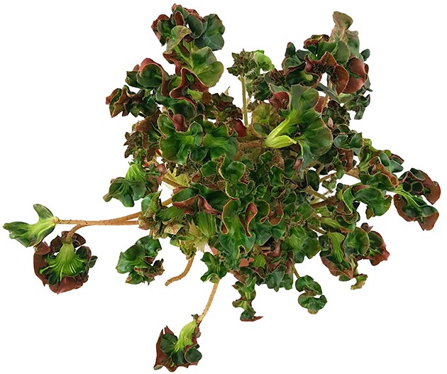 Begonia blad "Cathedral" - Begonie