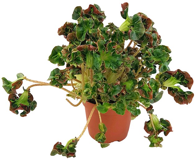 Begonia blad "Cathedral" - Begonie