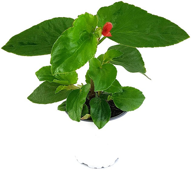 Begonia "Dragon Wing Red" - Drachenflügel-Begonie
