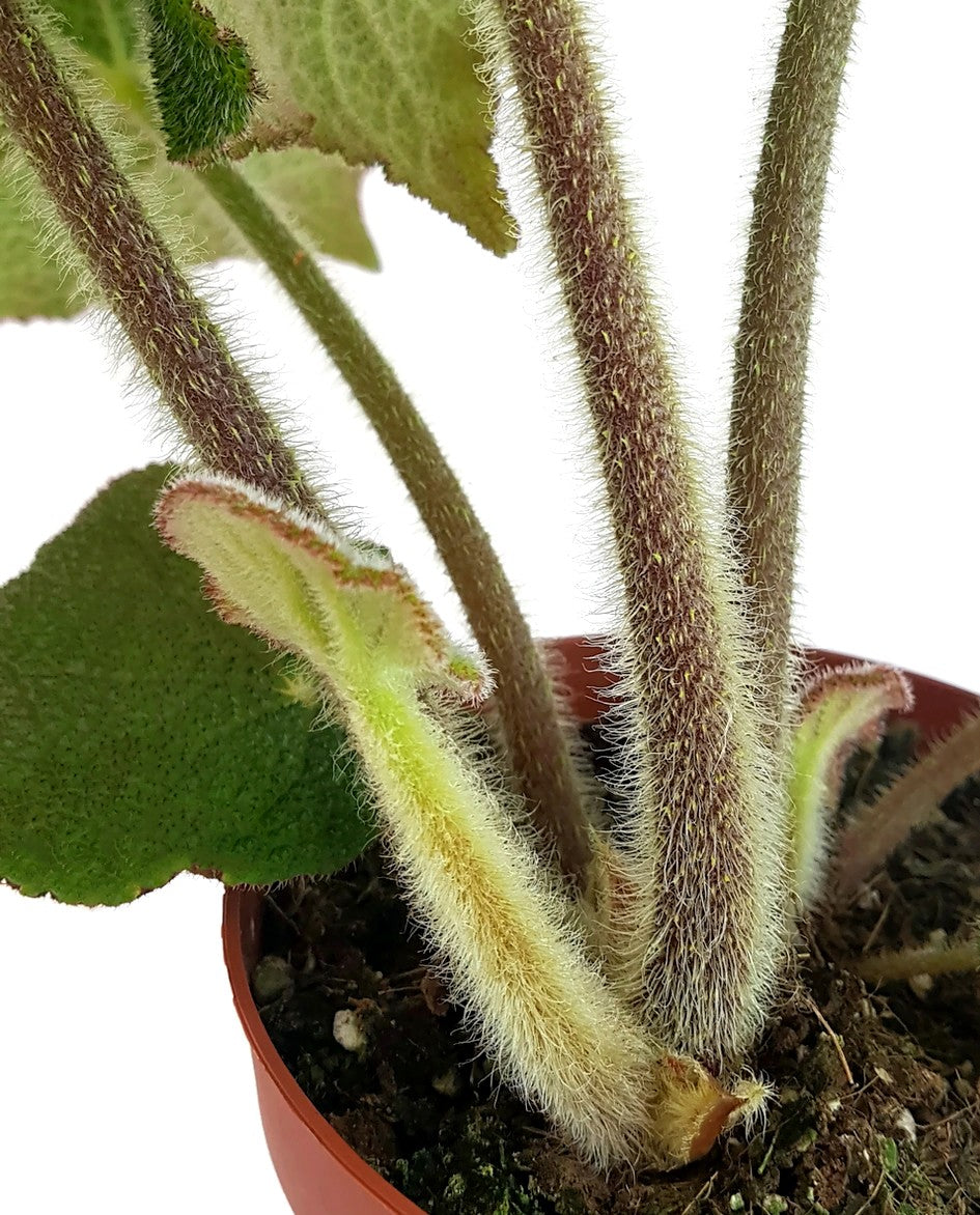 Begonia masoniana "Jungle" - Begonie