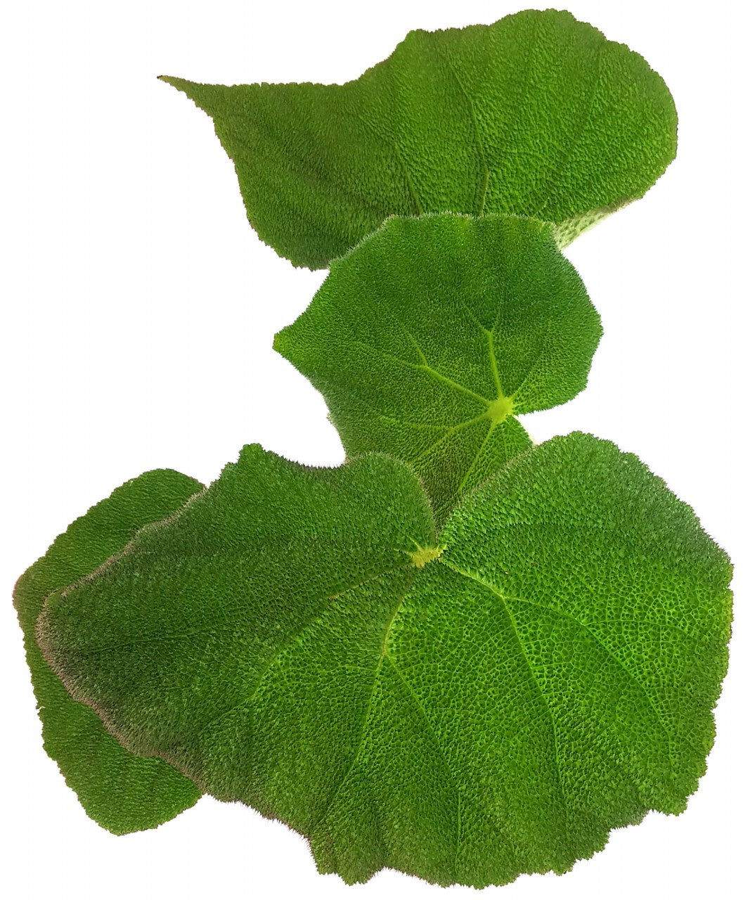 Begonia masoniana "Jungle" - Begonie