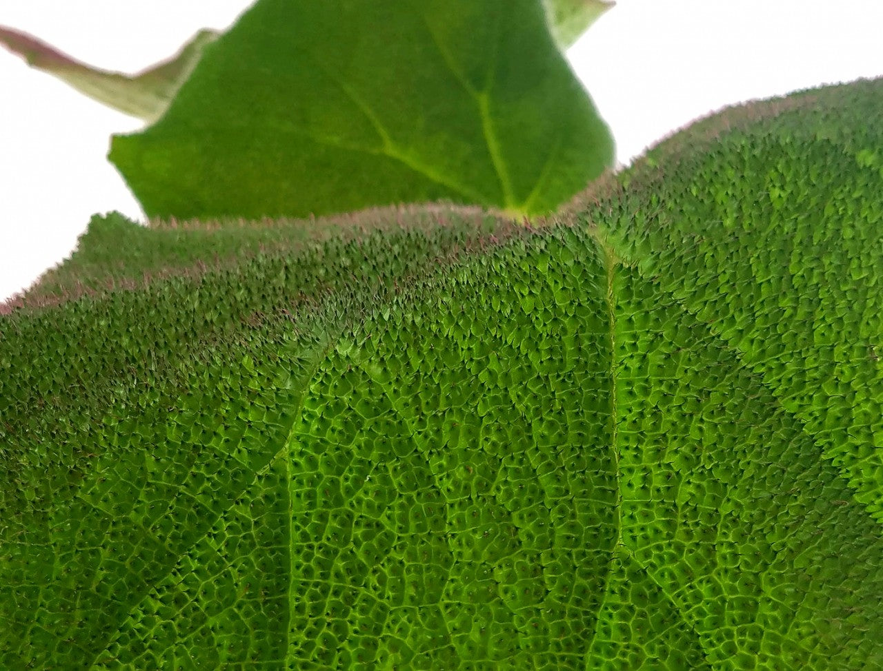 Begonia masoniana "Jungle" - Begonie