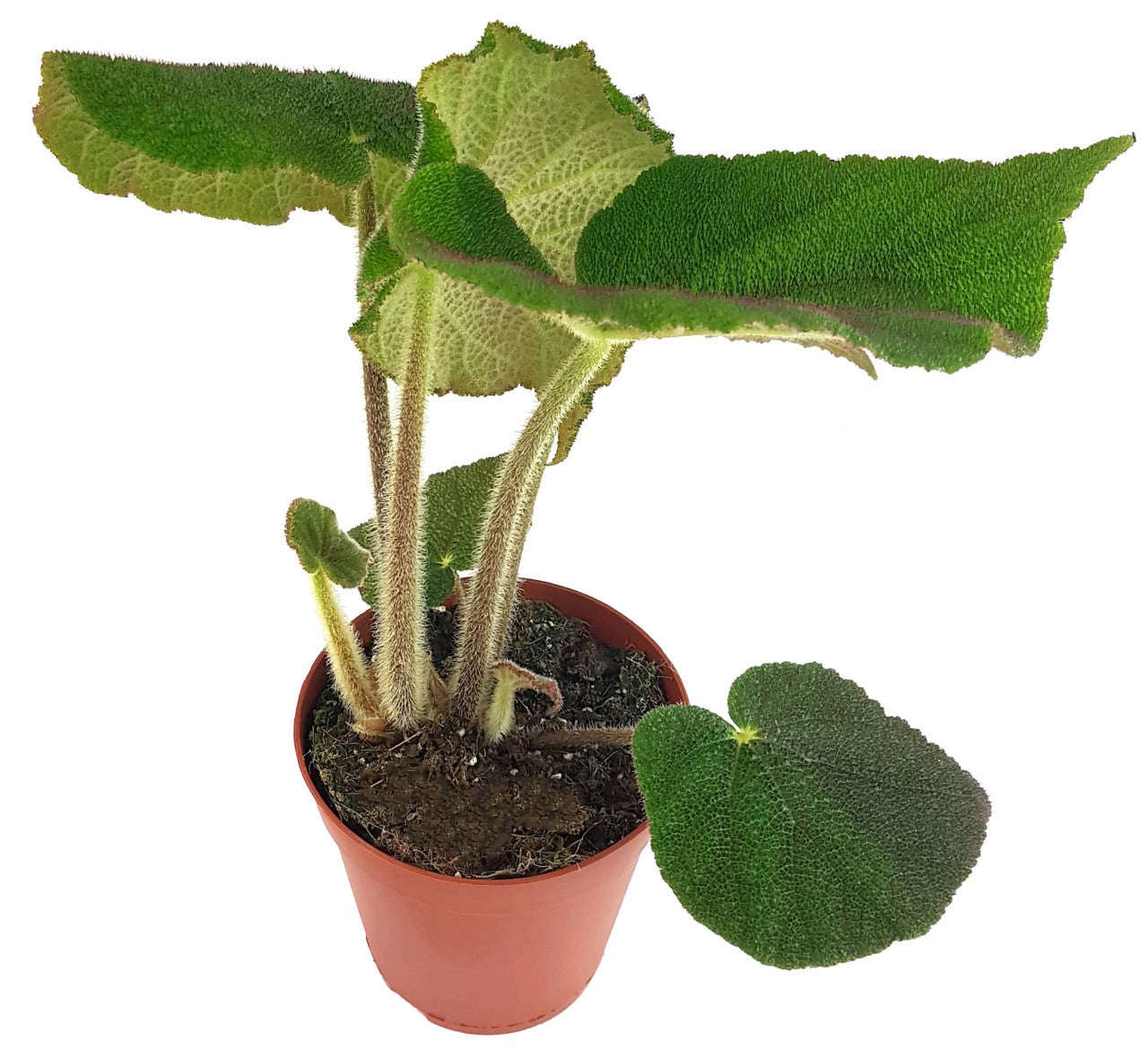 Begonia masoniana "Jungle" - Begonie