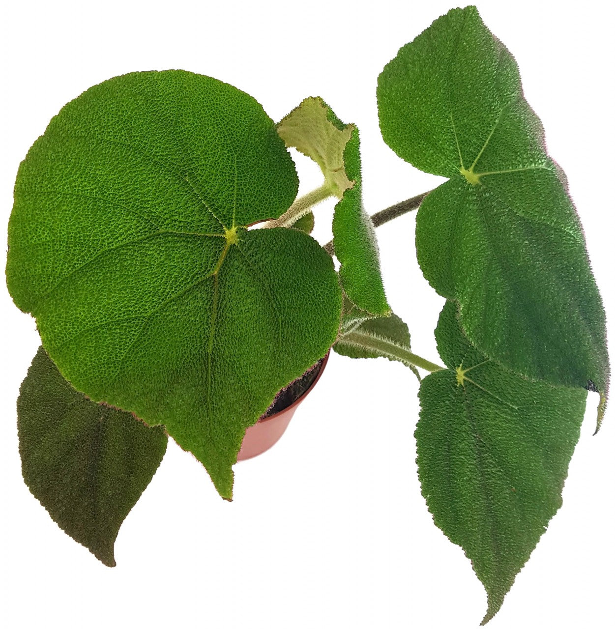 Begonia masoniana "Jungle" - Begonie