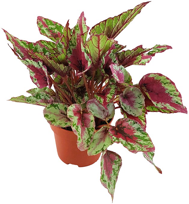 Begonia "Maui Sunset" - magische Begonie