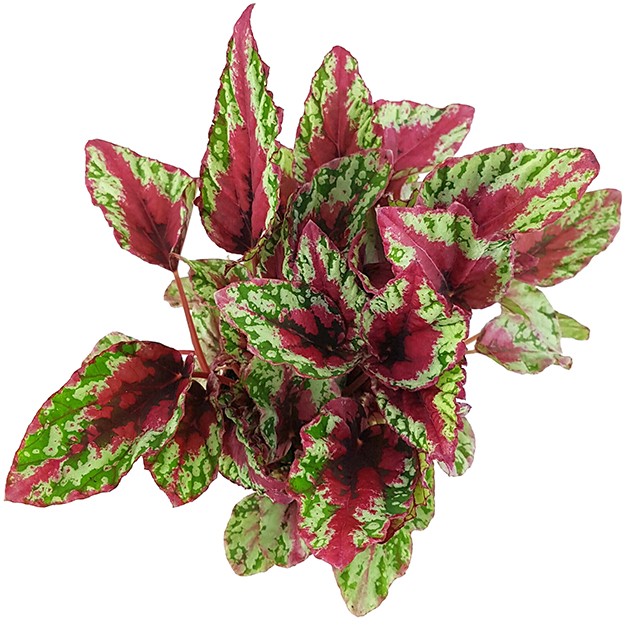 Begonia "Maui Sunset" - magische Begonie