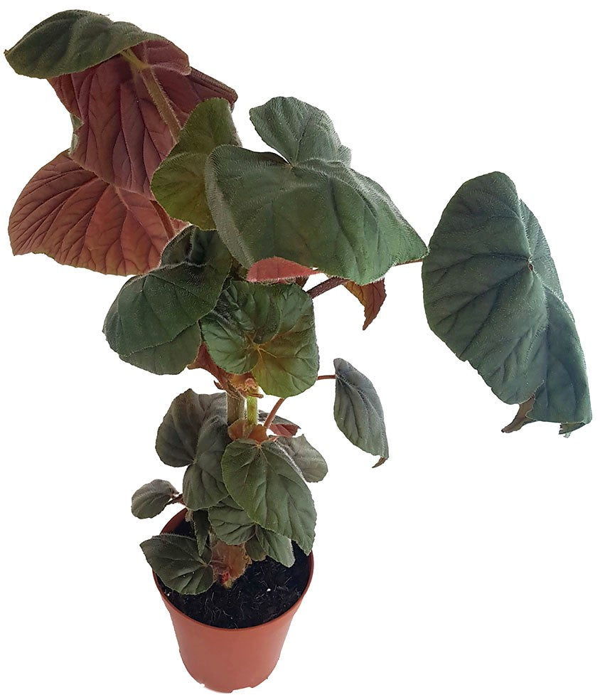 Begonia "Oldemore" - ausladendes Schiefblatt