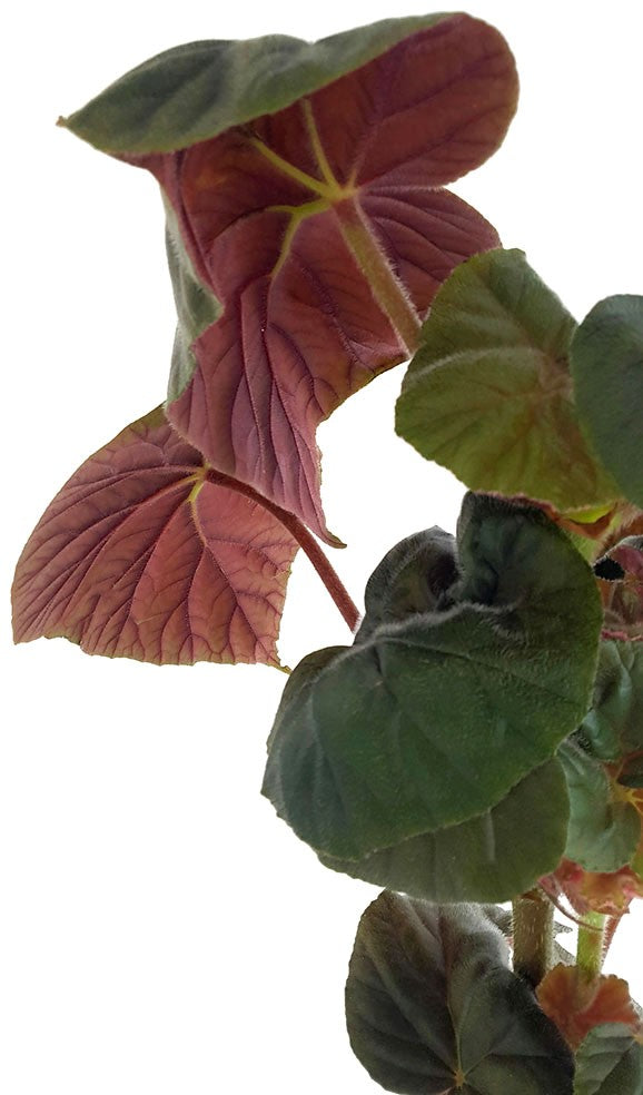 Begonia "Oldemore" - ausladendes Schiefblatt