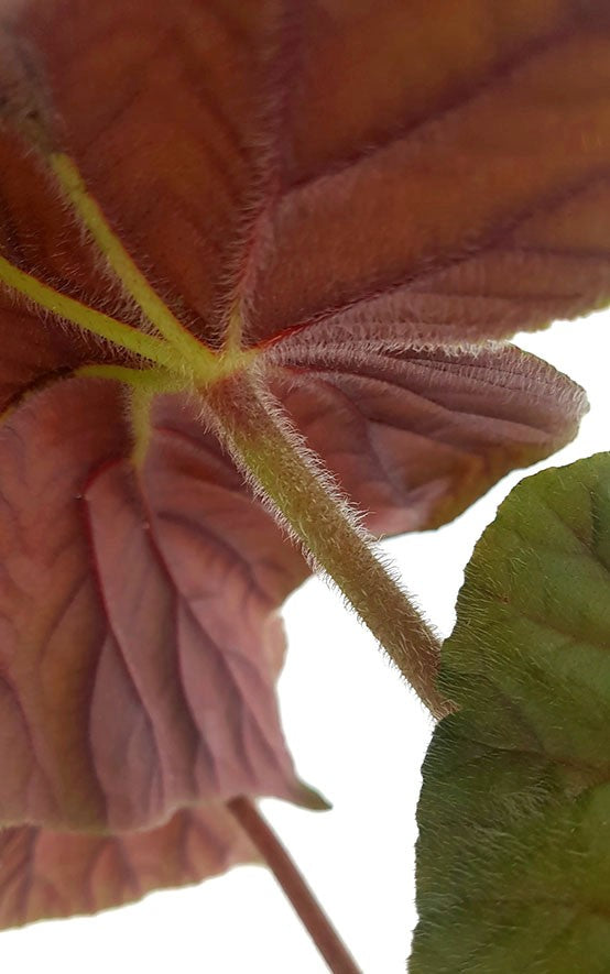 Begonia "Oldemore" - ausladendes Schiefblatt