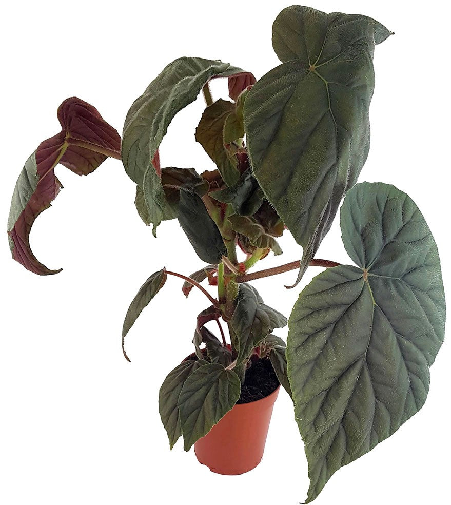 Begonia "Oldemore" - ausladendes Schiefblatt