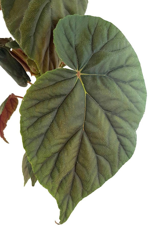 Begonia "Oldemore" - ausladendes Schiefblatt