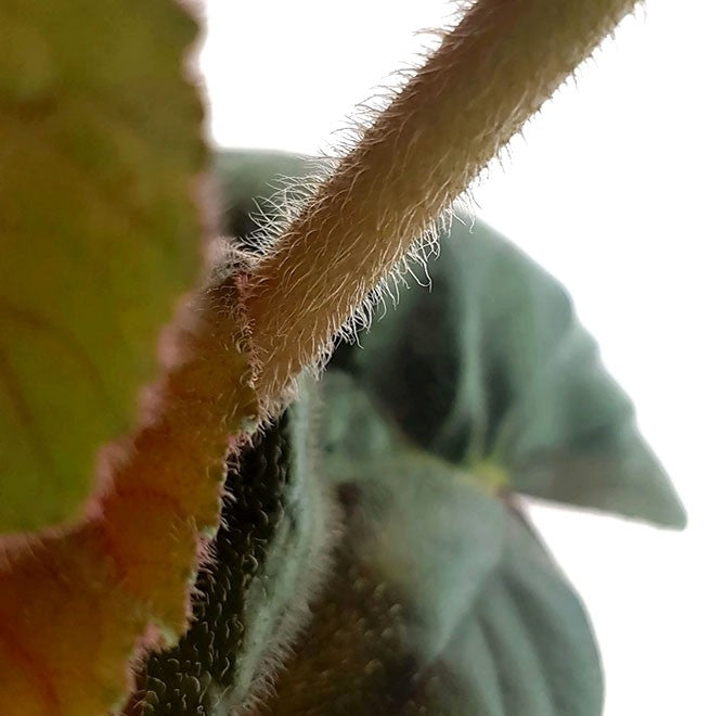 Begonia "Oldemore" - ausladendes Schiefblatt