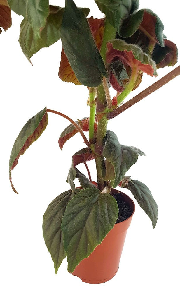 Begonia "Oldemore" - ausladendes Schiefblatt