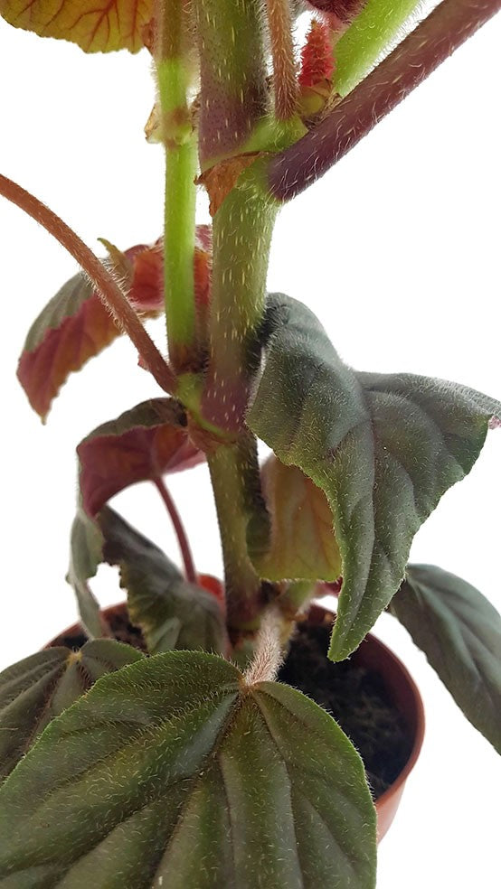 Begonia "Oldemore" - ausladendes Schiefblatt