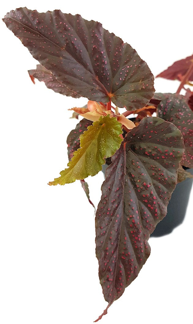 Begonia "Polka Dot Pink" - Forellenbegonie