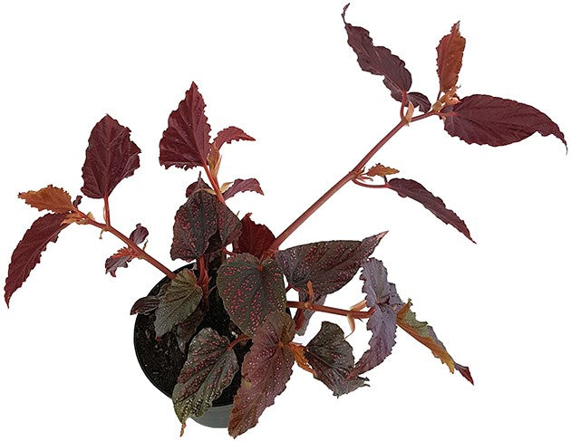 Begonia "Polka Dot Pink" - Forellenbegonie