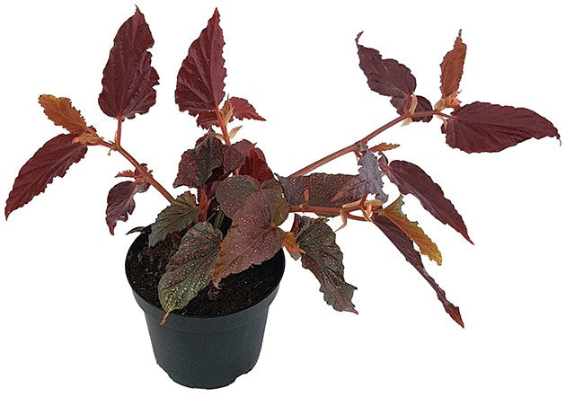 Begonia "Polka Dot Pink" - Forellenbegonie