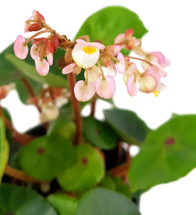 Begonia conchifolia var. rubrimacula "Red Ruby" - Begonie