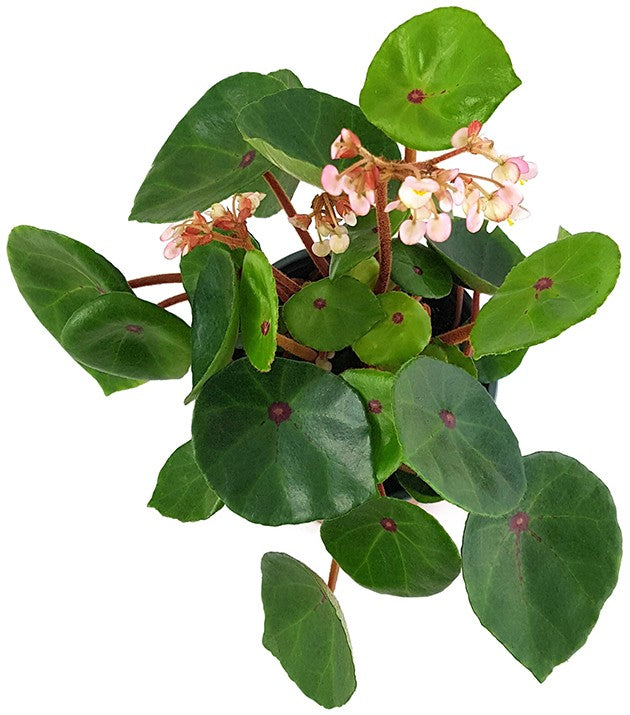 Begonia conchifolia var. rubrimacula "Red Ruby" - Begonie