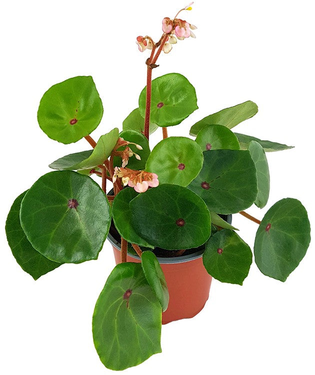 Begonia conchifolia var. rubrimacula "Red Ruby" - Begonie