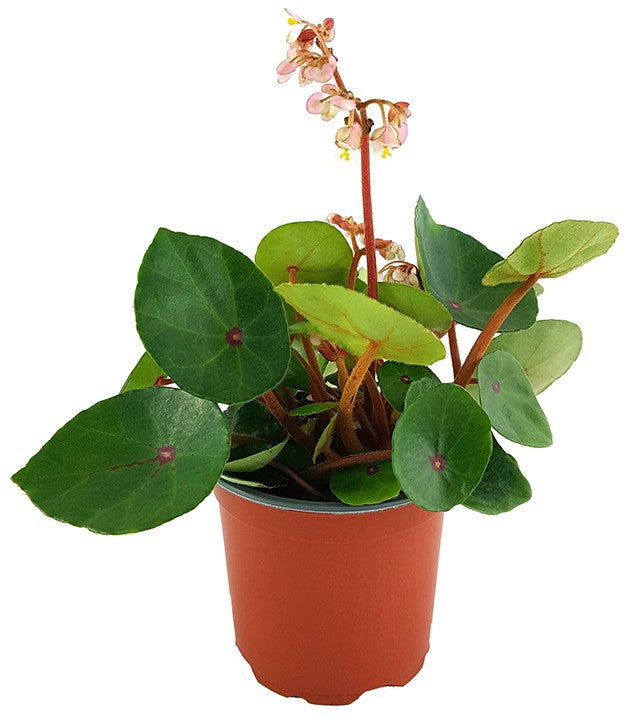 Begonia conchifolia var. rubrimacula "Red Ruby" - Begonie