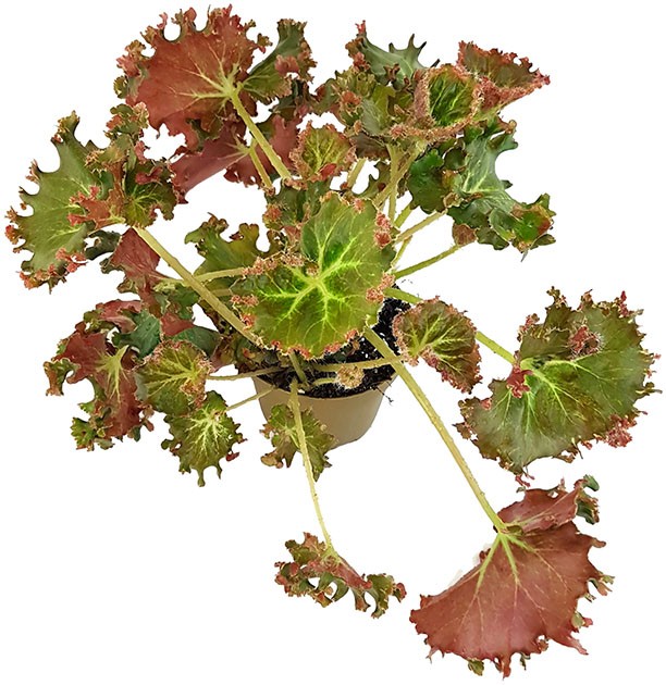 Begonia x erythrophylla "Bunchii" - Salatbegonie