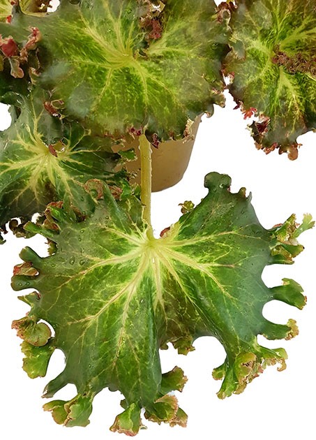 Begonia x erythrophylla "Bunchii" - Salatbegonie