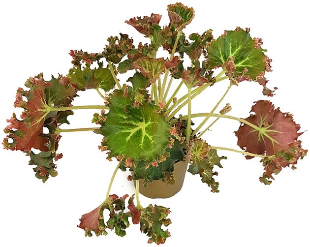 Begonia x erythrophylla "Bunchii" - Salatbegonie
