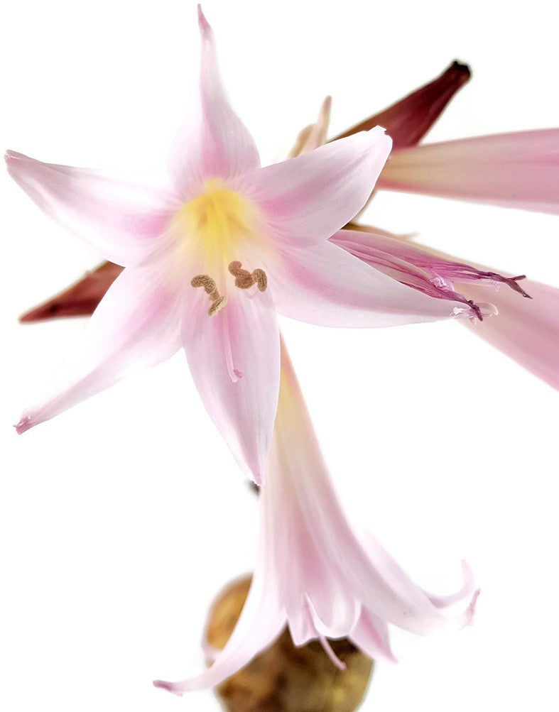 Amaryllis Belladonna - Blumenzwiebel