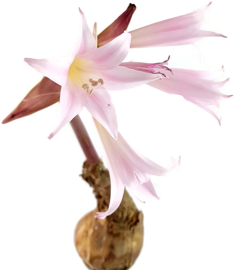 Amaryllis Belladonna - Blumenzwiebel
