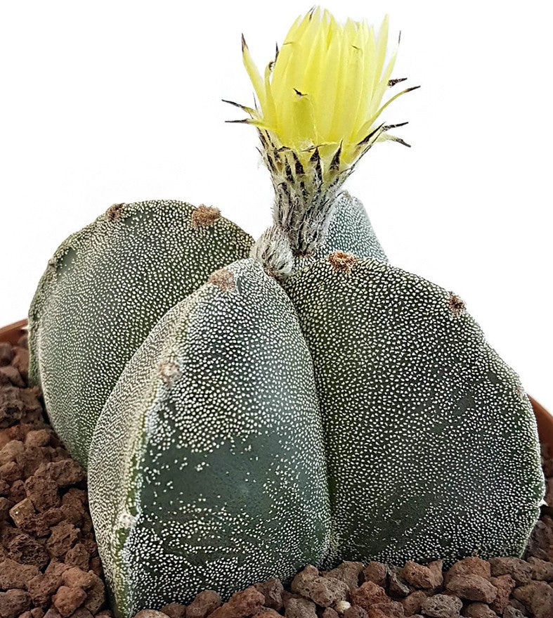Astrophytum myriostigma quadricostatum - Sukkulente