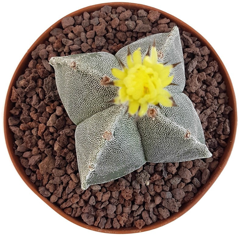 Astrophytum myriostigma quadricostatum - Sukkulente