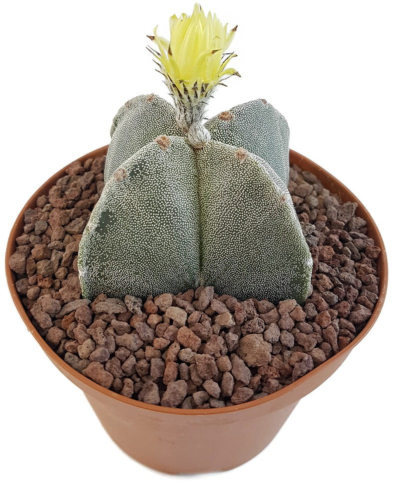 Astrophytum myriostigma quadricostatum - Sukkulente