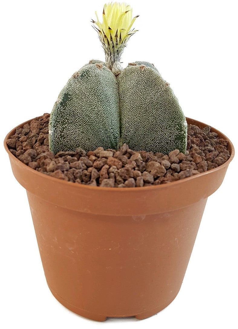 Astrophytum myriostigma quadricostatum - Sukkulente