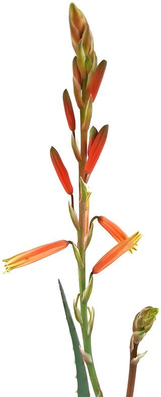 Aloe "Blue Elf" - Sukkulente