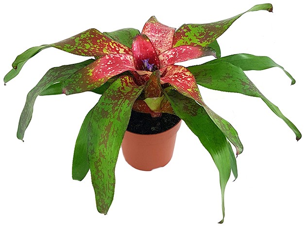 Neoregelia "Bonita" - Bromelie