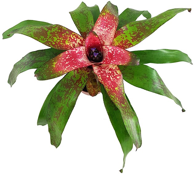 Neoregelia "Bonita" - Bromelie