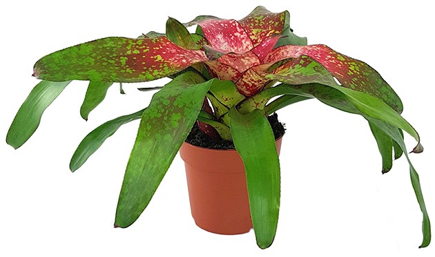 Neoregelia "Bonita" - Bromelie