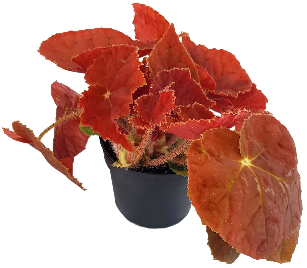 Begonia "Kupfer" - Begonie