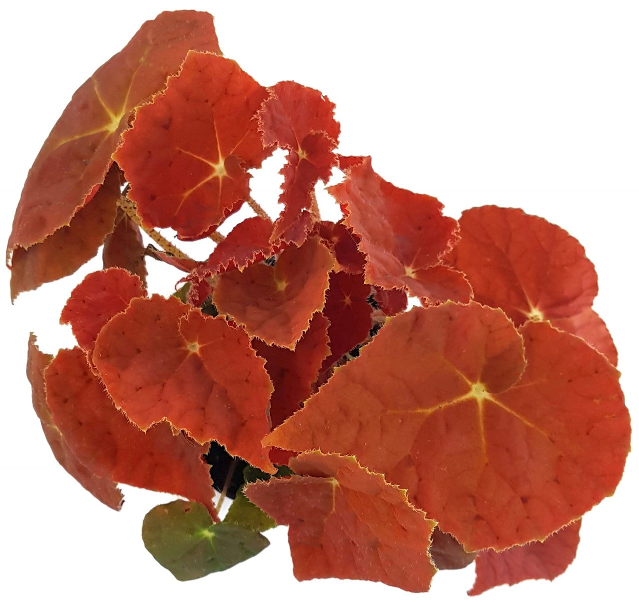 Begonia "Kupfer" - Begonie