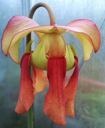 Sarracenia Moorei X "Brook"s Hybrid" MK H7